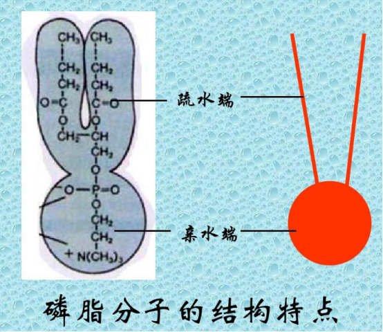 DPPC-PEG-N3