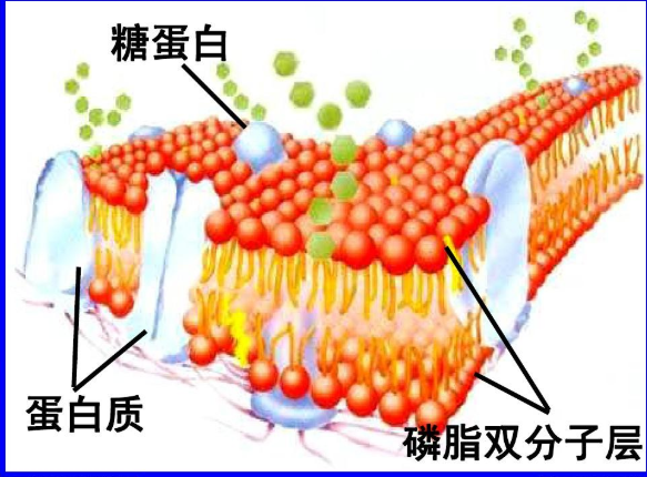 DPPC-PEG-6-PEG-FAM