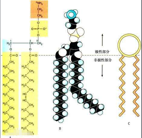 DPPC-PEG-CY7.5