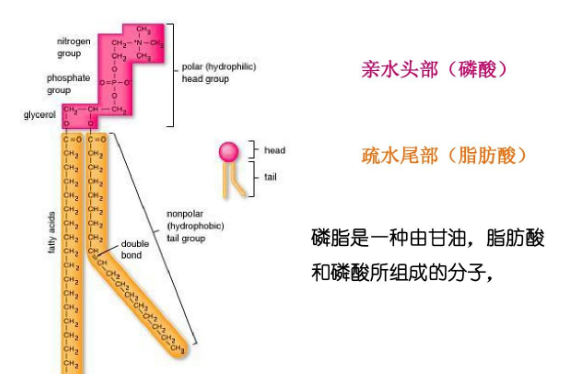 二棕榈酰磷脂酰胆碱-聚乙二醇-谷氨酸