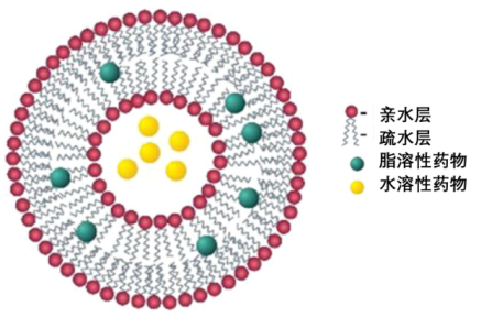 表面修饰MAL的脂质体包冬凌草甲素