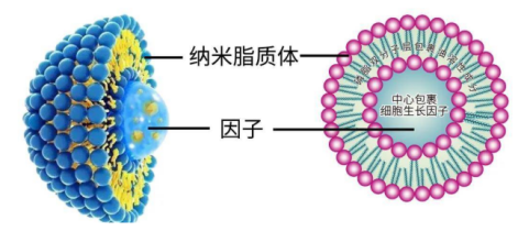 DSPC脂质体表面修饰荧光FITC