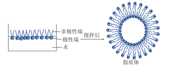 PC,PE,Cholesterol,PS,PI空白脂质体