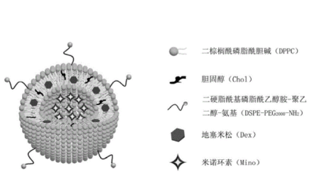 脂质体包裹药物表面DIR染色