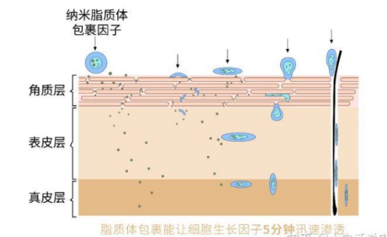 脂质体表面修饰/DTPA/FITC