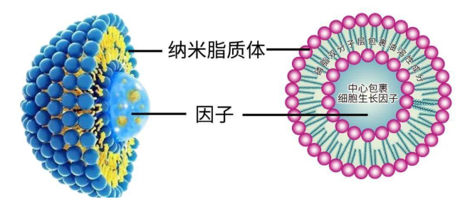 荧光CY5.5-脂质体修饰MOF材料ZIF-8