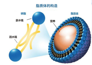 LNP脂质体包载mRNA