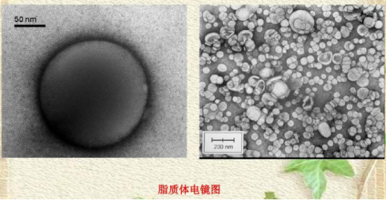 阿霉素脂质体100nm