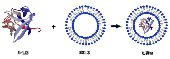 CY5.5-脂质体@ZIF-8