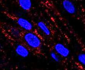 Sulfo-Cyanine5 NHS ester/ Sulfo Cy5 NHS ester荧光染料cas146368-14-1