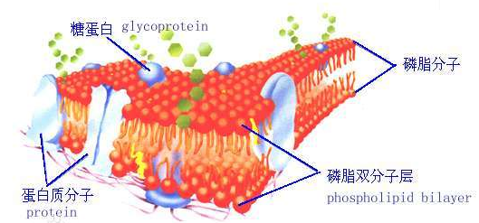 DSPE-PEG2000-DNA