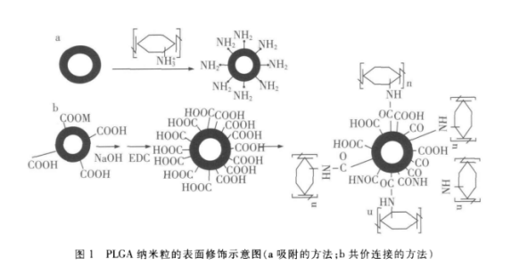 PLGA纳米粒负载蛋白