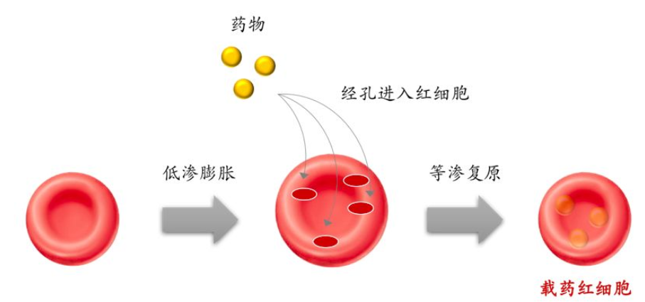 红细胞膜上结合血红蛋白负载药物