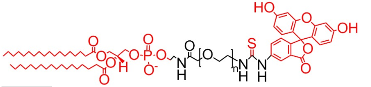 DSPE-PEG-FITC、二硬脂酰基磷脂酰乙醇胺聚乙二醇荧光素、磷脂PEG荧光素