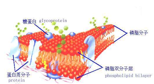 DSPE-TK-NH2 