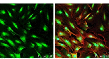 CY3-PEG-cholesterol