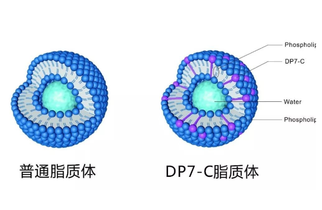 载长春新碱脂质体 载长春新碱脂质体