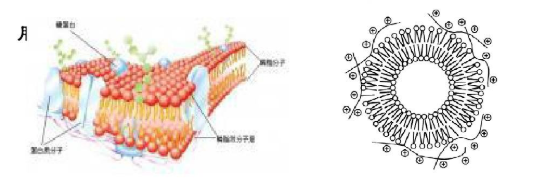 载质粒DNA阳离子脂质体