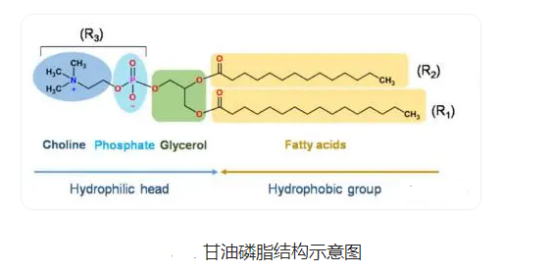 磷脂酰甘油脂质体