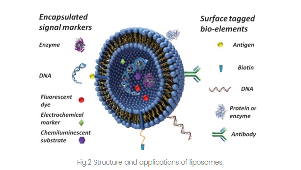 PC:Cardiolipin (70:30) Liposomes