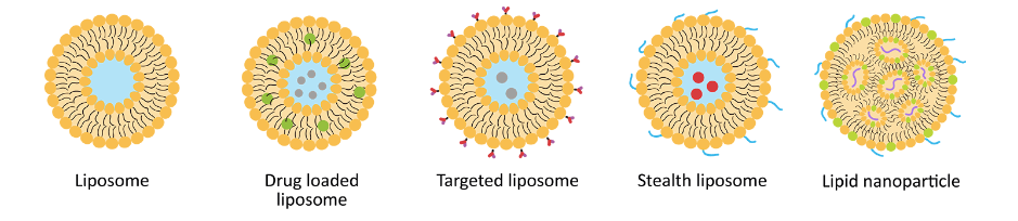 PC:Cardiolipin (50:50) Liposomes