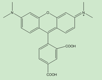 5-TAMRA（重要中间体）