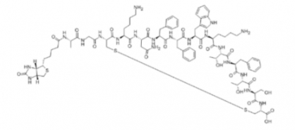 生物素-生长抑素-14