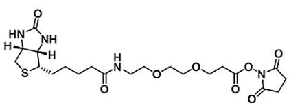 CAS:596820-83-6；(+)-Biotin-PEG2-NHS Ester；生物素二聚乙二醇活性酯