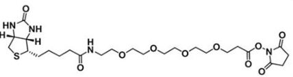 生物素四聚乙二醇活性酯；(+)-Biotin-PEG4-NHS Ester