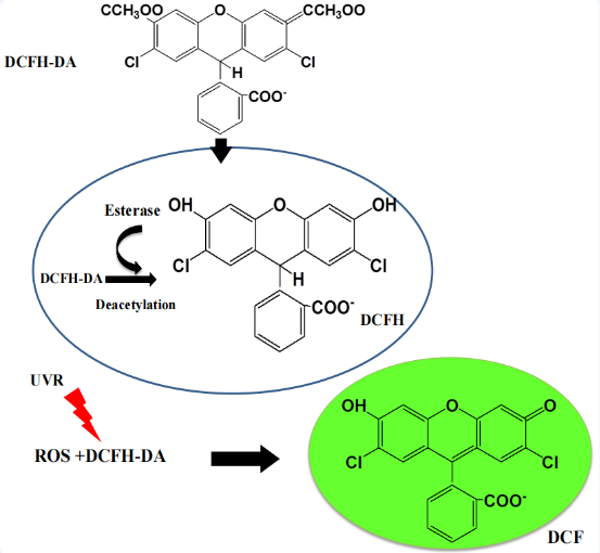 活性氧ros测定原理dcfh