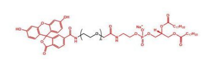 FITC-PEG-DSPE；荧光素聚乙二醇磷脂；DSPE-PEG-FITC