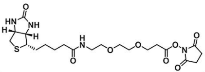 Biotin-PEG2-NHS ester；596820-83-6；生物素二聚乙二醇活性酯