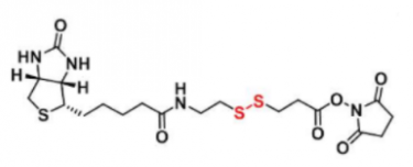 Biotin-SS-NHS；生物素-二硫-活性酯；122266-55-1