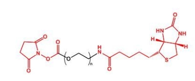  NHS-PEG-Biotin Biotin-PEG-NHS  活性酯聚乙二醇生物素 