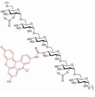 FITC标记羧甲基葡聚糖