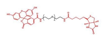 FITC-PEG-Biotin Biotin-PEG-FITC 荧光素聚乙二醇生物素