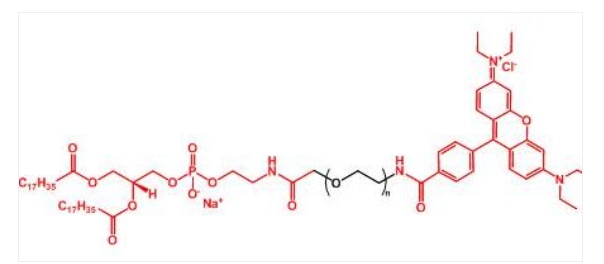 罗丹明聚乙二醇磷脂 Rhodamine-PEG-DSPE