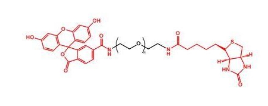 荧光素聚乙二醇生物素 FITC-PEG-Biotin