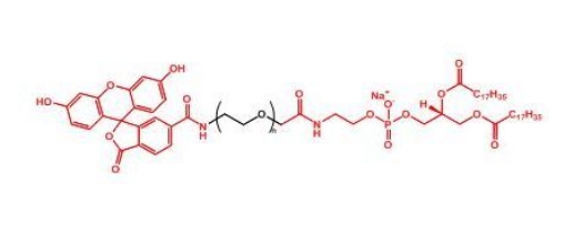 荧光素聚乙二醇磷脂 FITC-PEG-DSPE