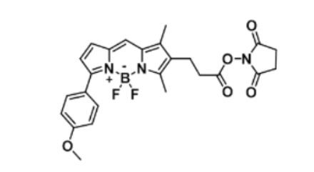 BODIPY TMR NHS ester，485397-12-4