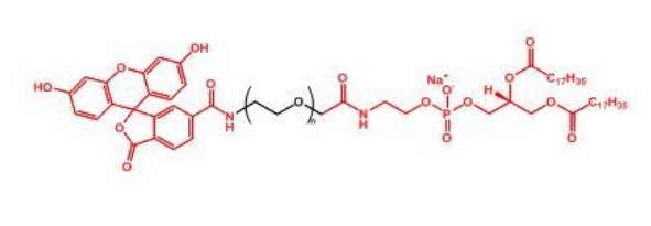 荧光素聚乙二醇磷脂 FITC-PEG-DSPE