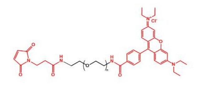 罗丹明聚乙二醇马来酰亚胺 Rhodamine-PEG-MAL