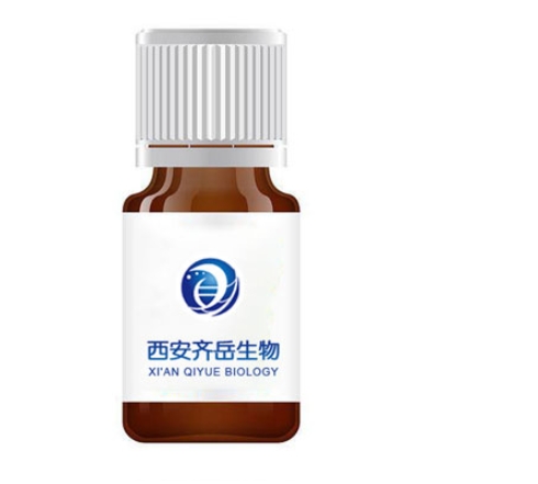 氨基葡萄糖修饰的量子点(QDs-GlcN)  