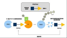 PROTAC技术的设计！