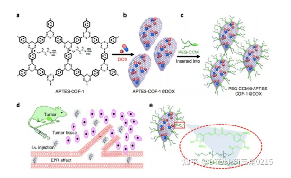 PEG-CCM@APTES-COF-1的DOX负载合成及靶向给药小鼠效果