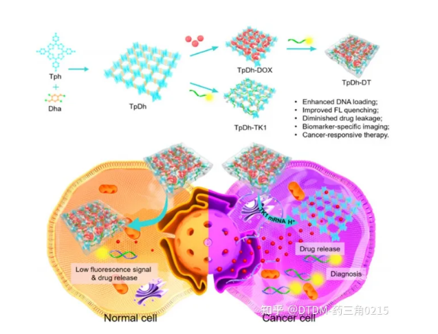 TpDh合成的示意图，癌细胞的成像和治疗效果