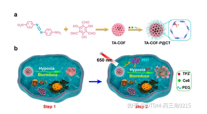 (a) TA-COF和TA-COF-P@CT的合成; (b)通过光激活途径的低氧敏感药物递送