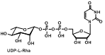 UDP-L-Rhamnose 1955-26-6 尿苷二磷酸鼠李糖