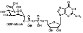 GDP-ManA（GDP-甘露糖酰化酶，GDP-甘露糖酶）
