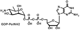 GDP-PerNH2 (鸟苷二磷酸过氧化胺)